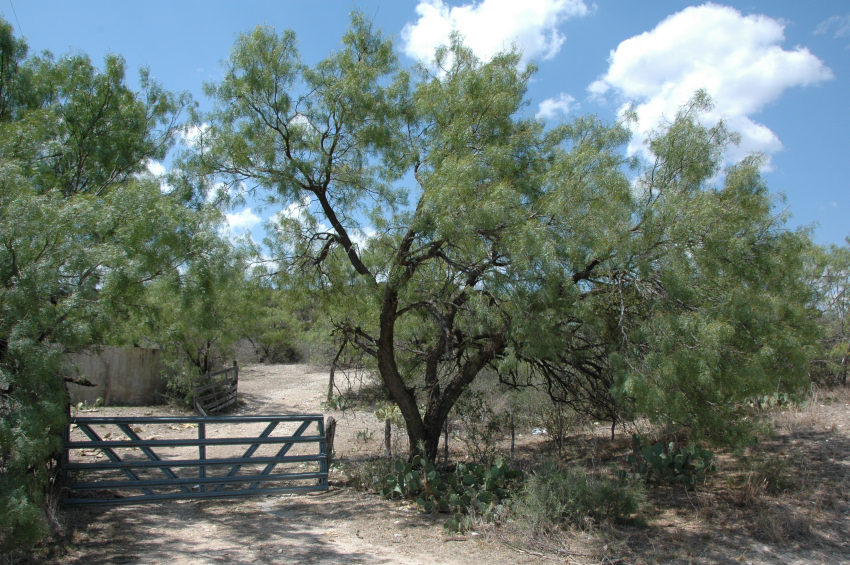 Texas hill country, July 2011