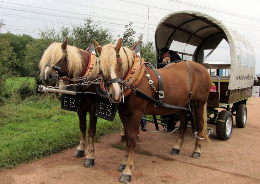 Horses and wagon on the Kulinarische Wanderung Rodenbach (Weilerbach)