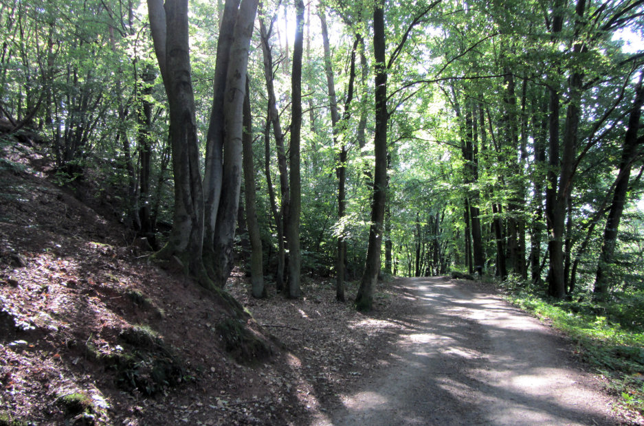 Forest near Rodenbach, Germany