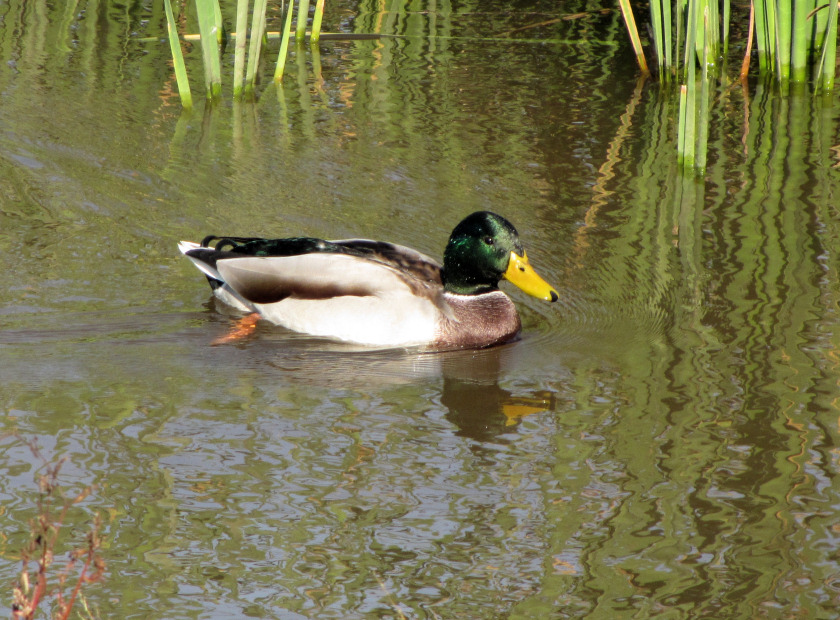 Photo taken in October, 2011, on the Bostalsee, Germany