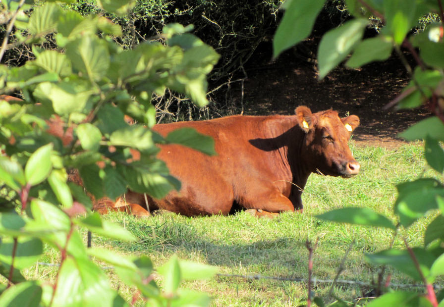 Photo taken in October, 2011, near Rodenbach, Germany