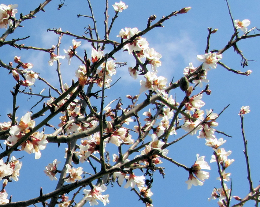Almond blossoms (Mandelblüte) in Edenkoben, Germany