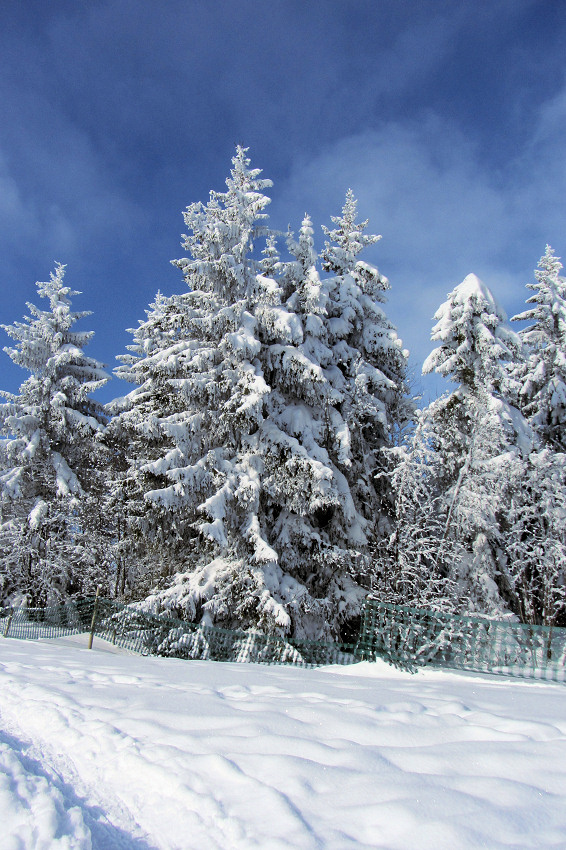 Snow-covered trees near Feldberg, Black Forest (Schwarzwald), Germany