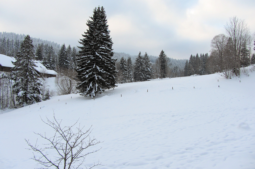 View from Hotel-Pension Kräutle, Feldberg-Neuglashütten, Germany