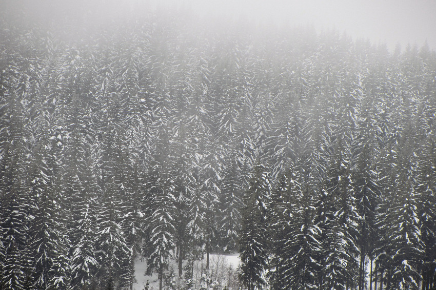 Black Forest (Schwarzwald) near Feldberg, Germany