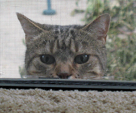 Lucy, annoyed as usual (taken in April, 2010)