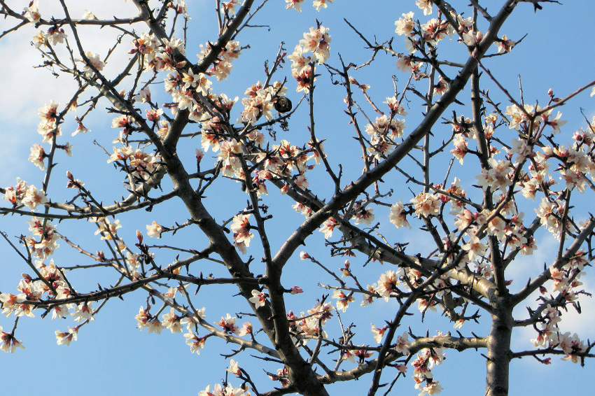 Almond blossoms at Edenkoben's spring festival, Mandelblüten-Fest, Edenkoben, Germany