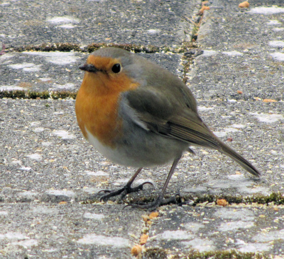 Robin redbreast, das Rotkehlchen