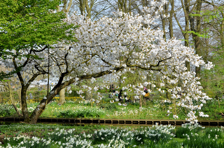 Flowering tree at the Keukenhof Garden, Lisse, Netherlands