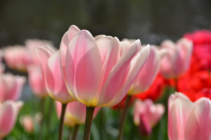 Tulips at Keukenhof Garden, Lisse, Netherlands