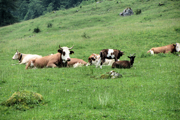 Cows dozing to the chime of their own cowbells