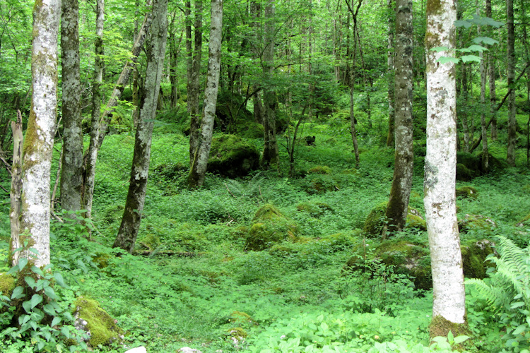 Forest by the Obersee