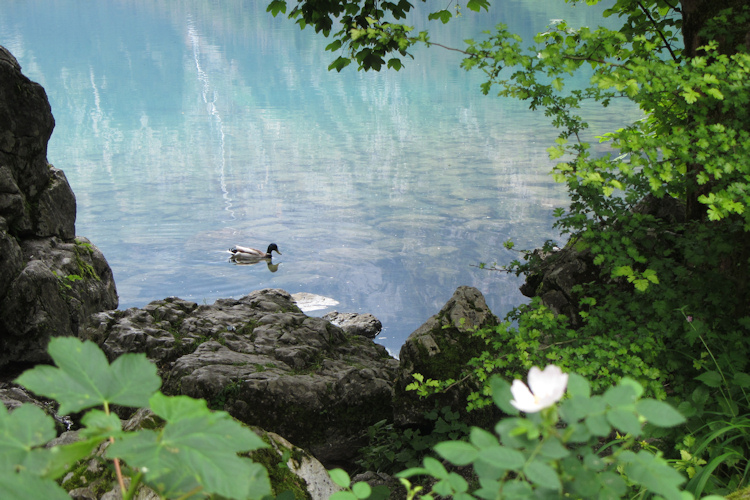 Duck in Berchtesgaden National Park