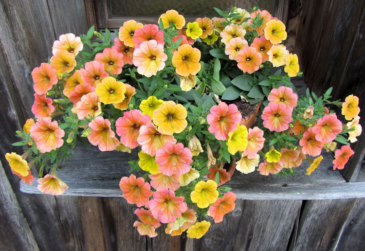 Flowers in a window at Museumsdorf Bayerischer Wald, Tittling, Germany