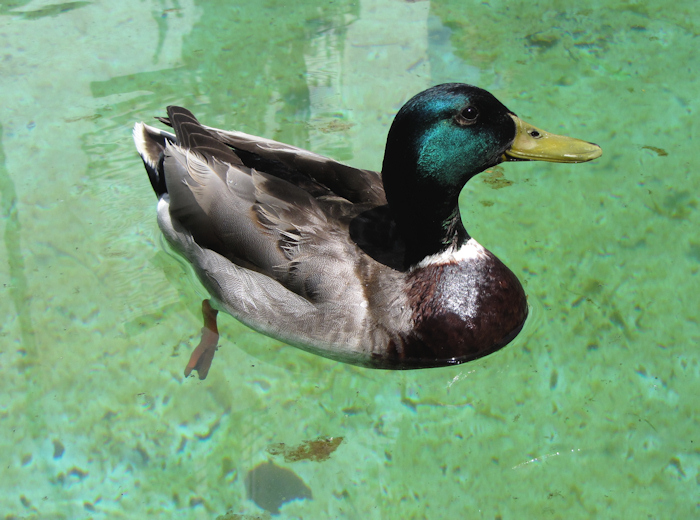 Hot duck in Lindau am Bodensee