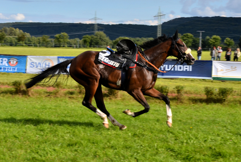 Riderless horse at the Miesau horse races (Pferderennen)