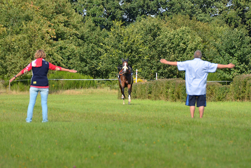 Spectators trying to stop a riderless horse at the Miesau horse races (Pferderennen)