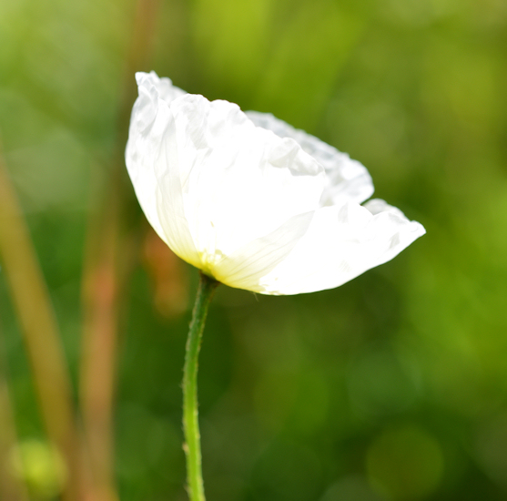 Poppy in a Norwegian garden