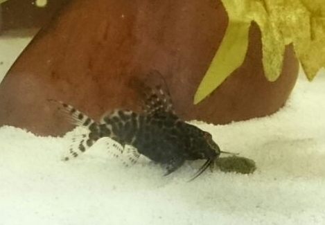 Weird hybrid cory cat