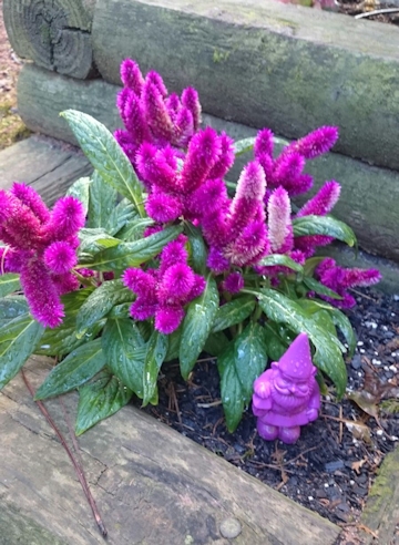 Flower with garden gnome