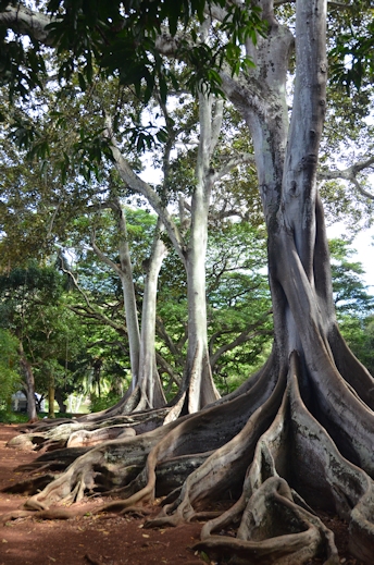 Moreton Bay fig trees, National Tropical Botanical Garden, Poipu, Kauai