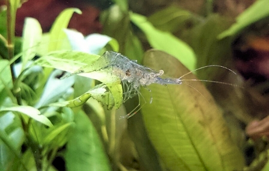 Ghost shrimp resting on a plant
