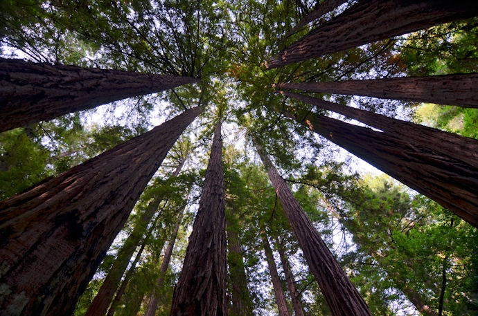 Redwoods in the Muir Woods National Monument, California