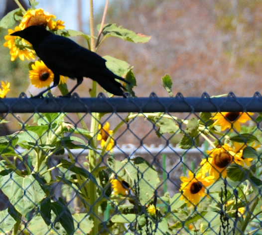 Crow in front of Maximilian sunflowers, Berkeley, California