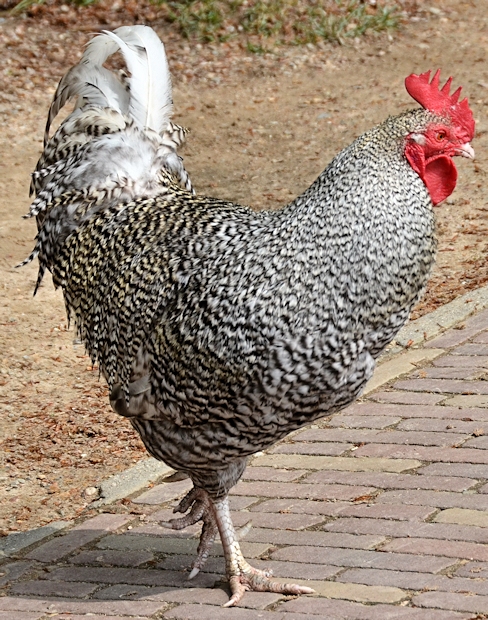 Rooster with red eyes