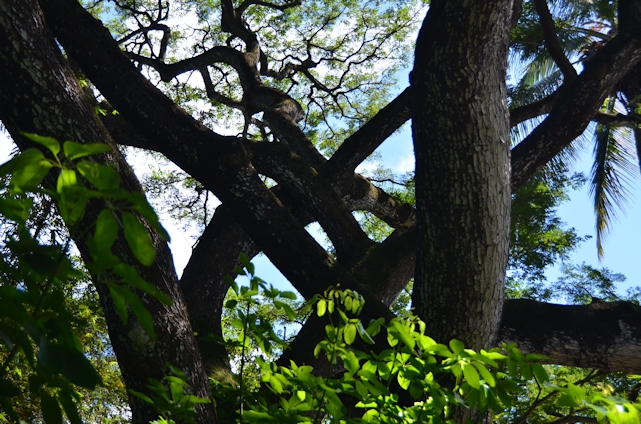 Tangled tree limbs in the National Tropical Botanical Garden, Poipu, Kauai