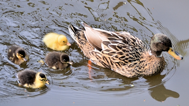 Duck family near Arnhem, The Netherlands