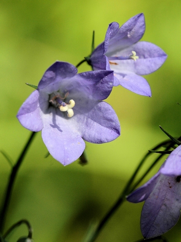 Flower from the Canadian Rockies