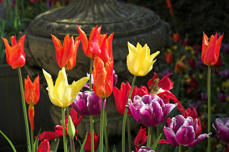 Tulips at Dijon, France