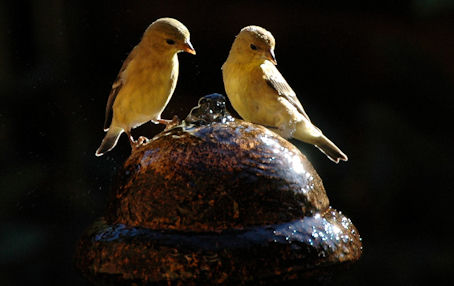 Finches in a Sedona garden