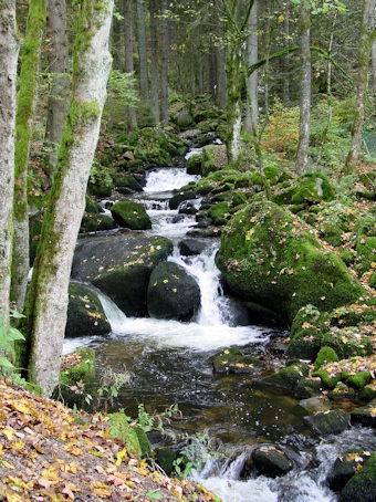 Black Forest waterfall