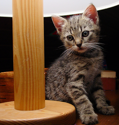 Tor as a kitten