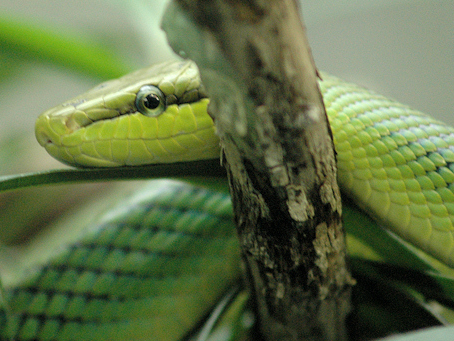 Snake in the Frankfurt Zoo