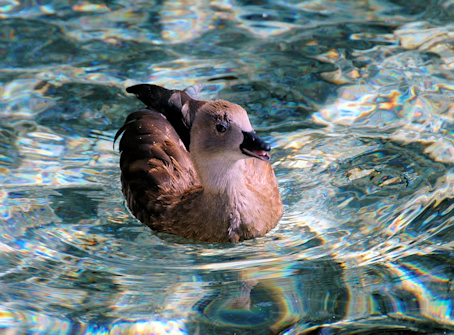 Duck at the San Antonio Zoo